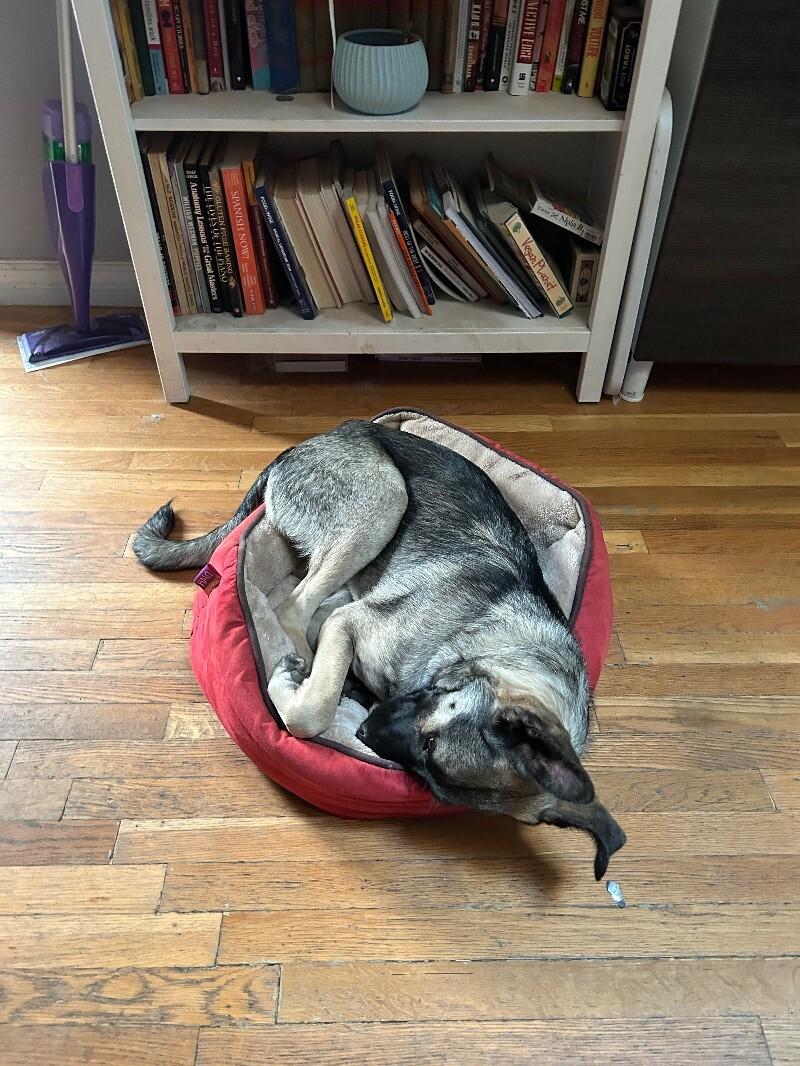 Anna, a Adoptable mixed breed in Van Nuys, CA image 6/6