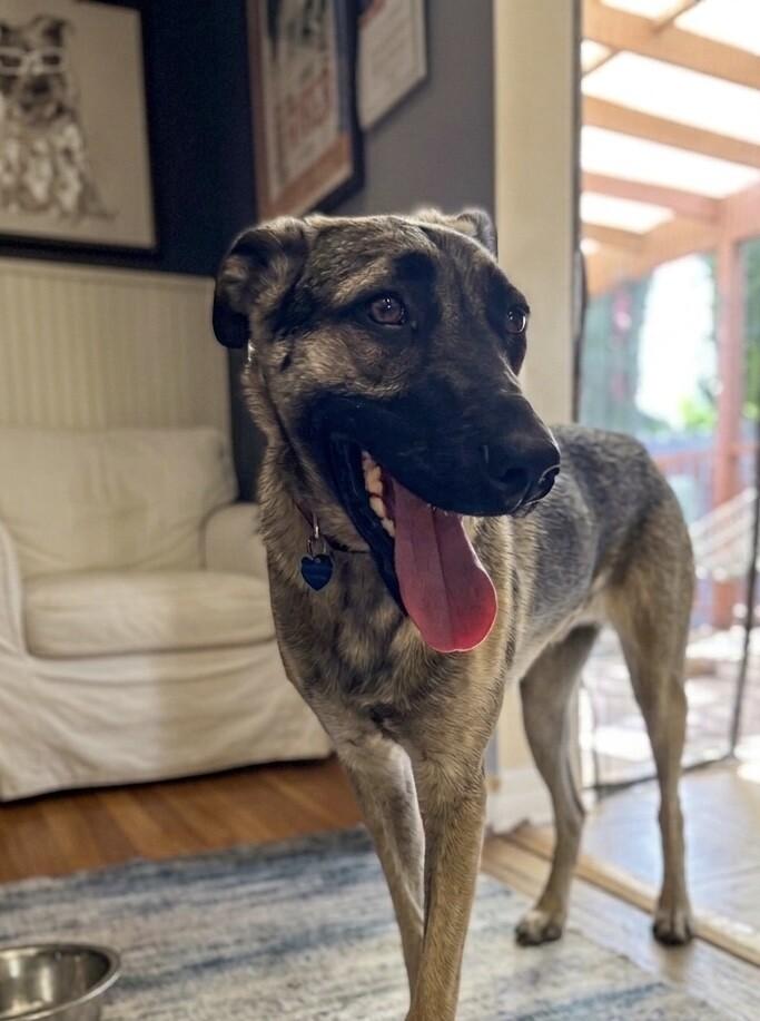 Enlarge Anna, a Adoptable mixed breed in Van Nuys, CA image 5/6