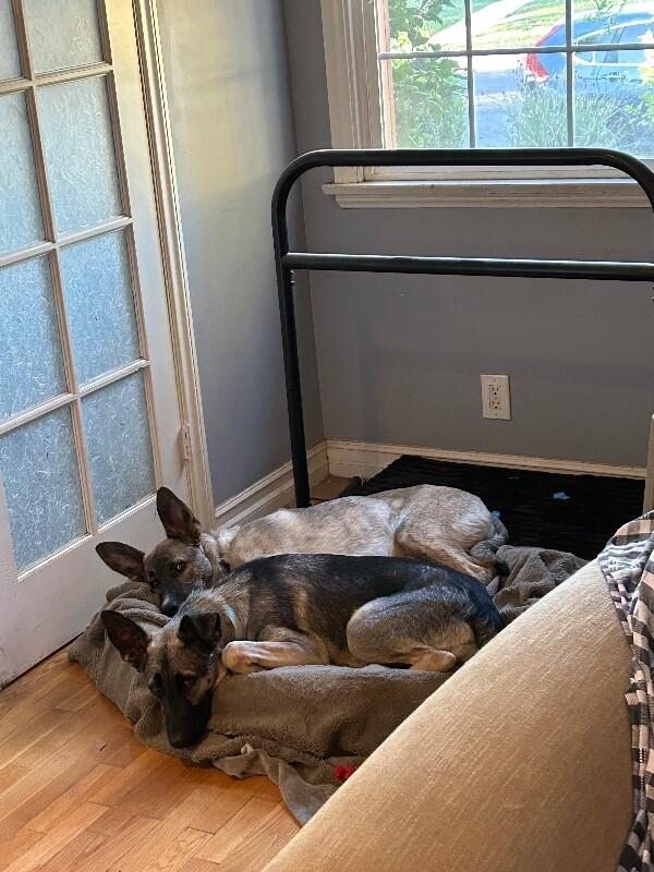 Enlarge Anna, a Adoptable mixed breed in Van Nuys, CA image 6/6