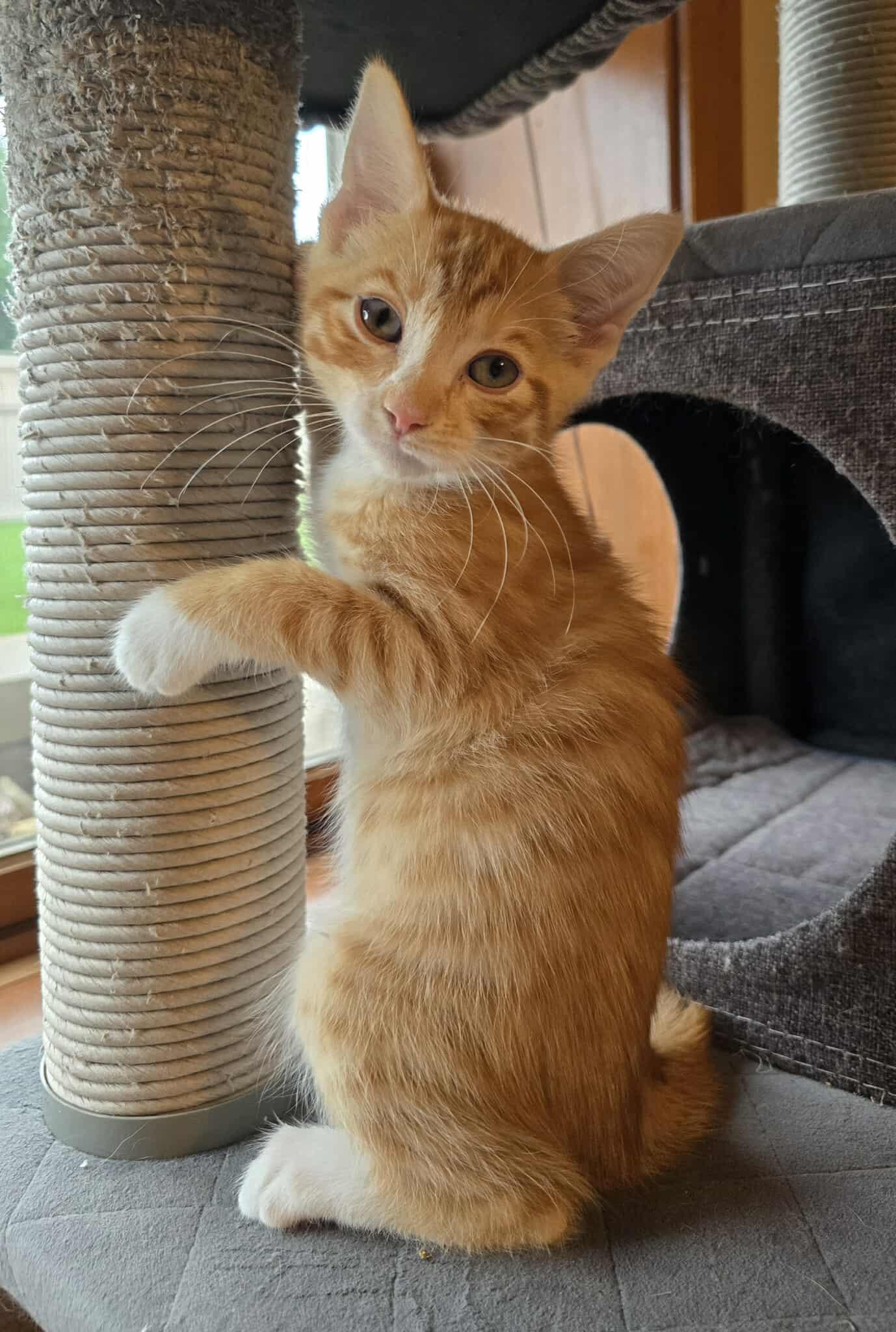Juliette