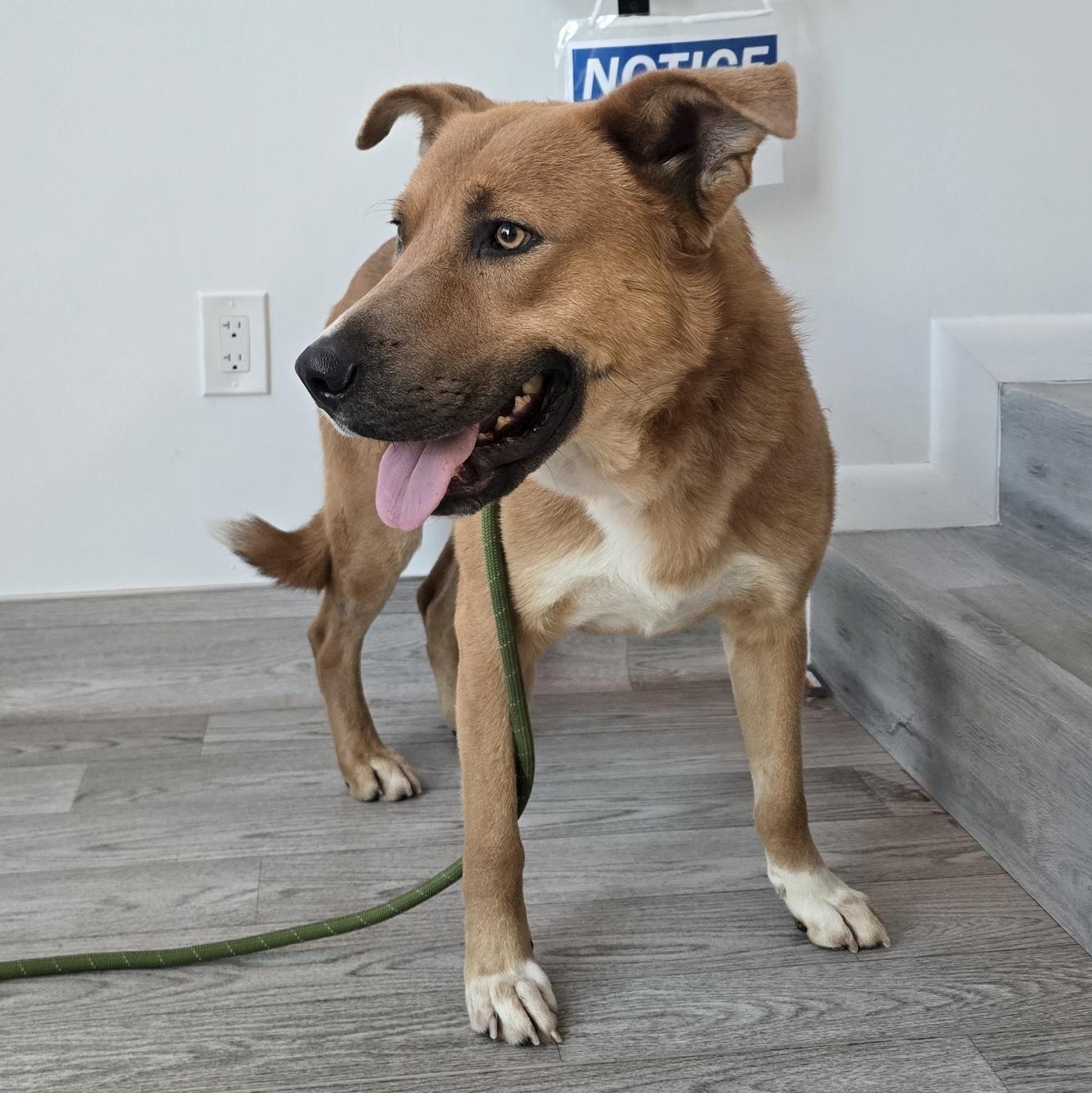 Russell — thumbnail 3