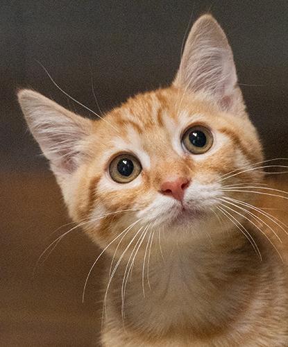 Finn, adopted, Kitten Male Domestic Short Hair.