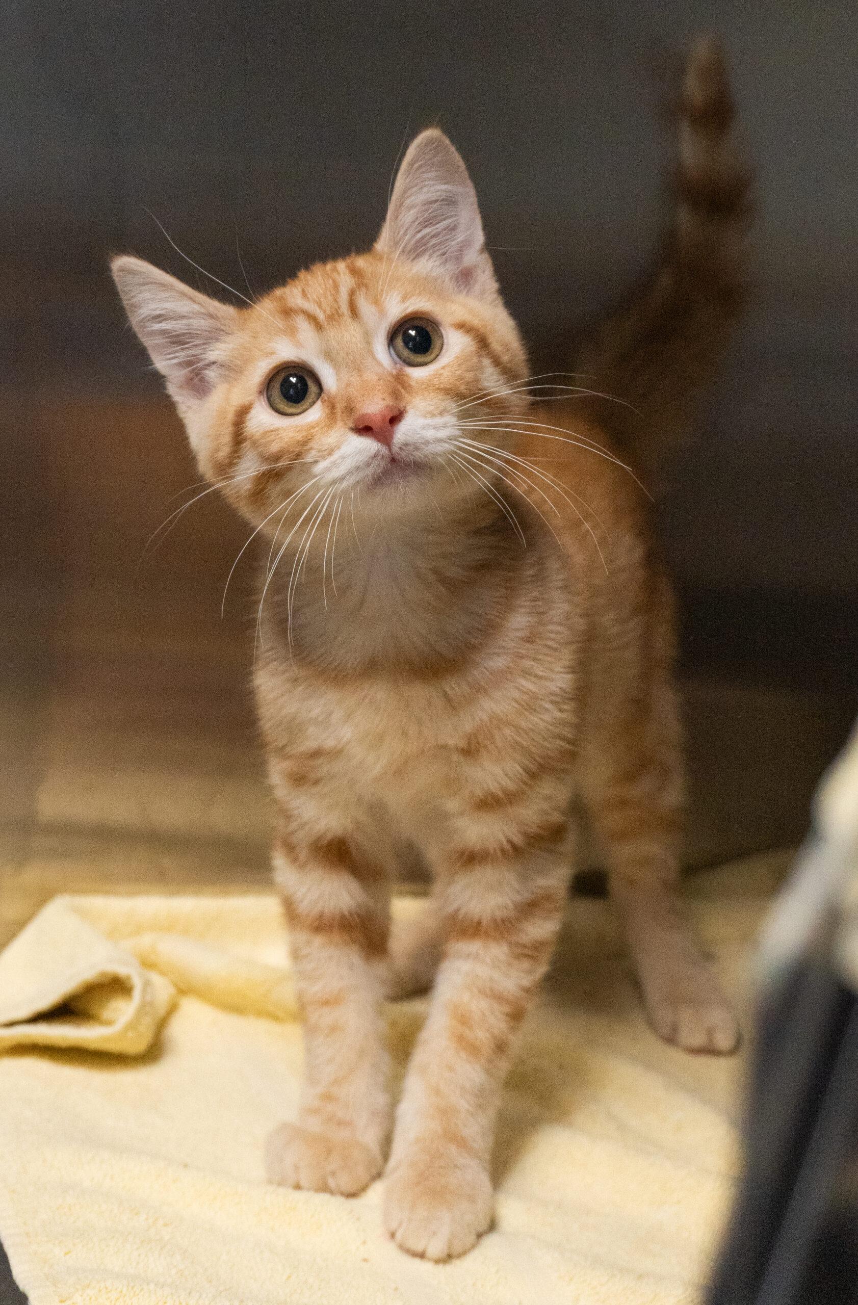 Finn, an adopted mixed breed in Encinitas, CA image 2/2