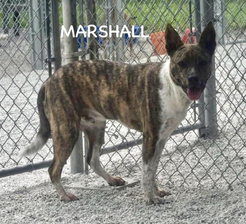 MARSHALL 2