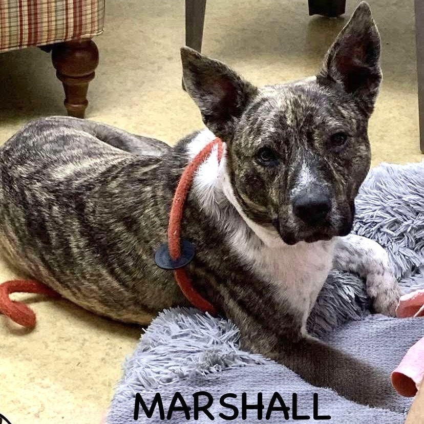 MARSHALL 1