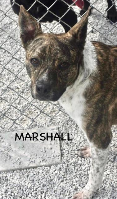 MARSHALL 3