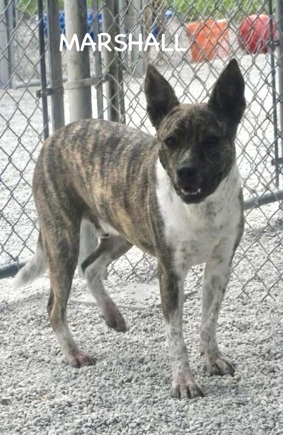 Marshall thumbnail 4