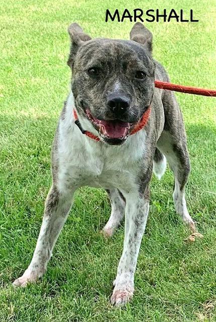 Marshall thumbnail 6