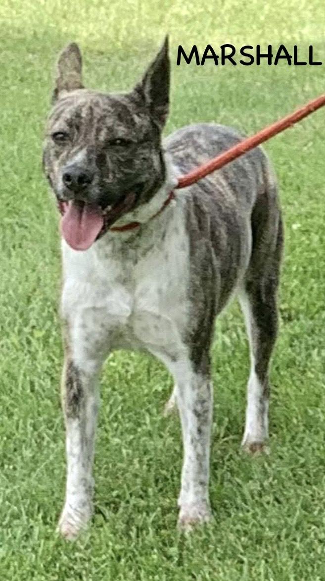 Marshall thumbnail 5