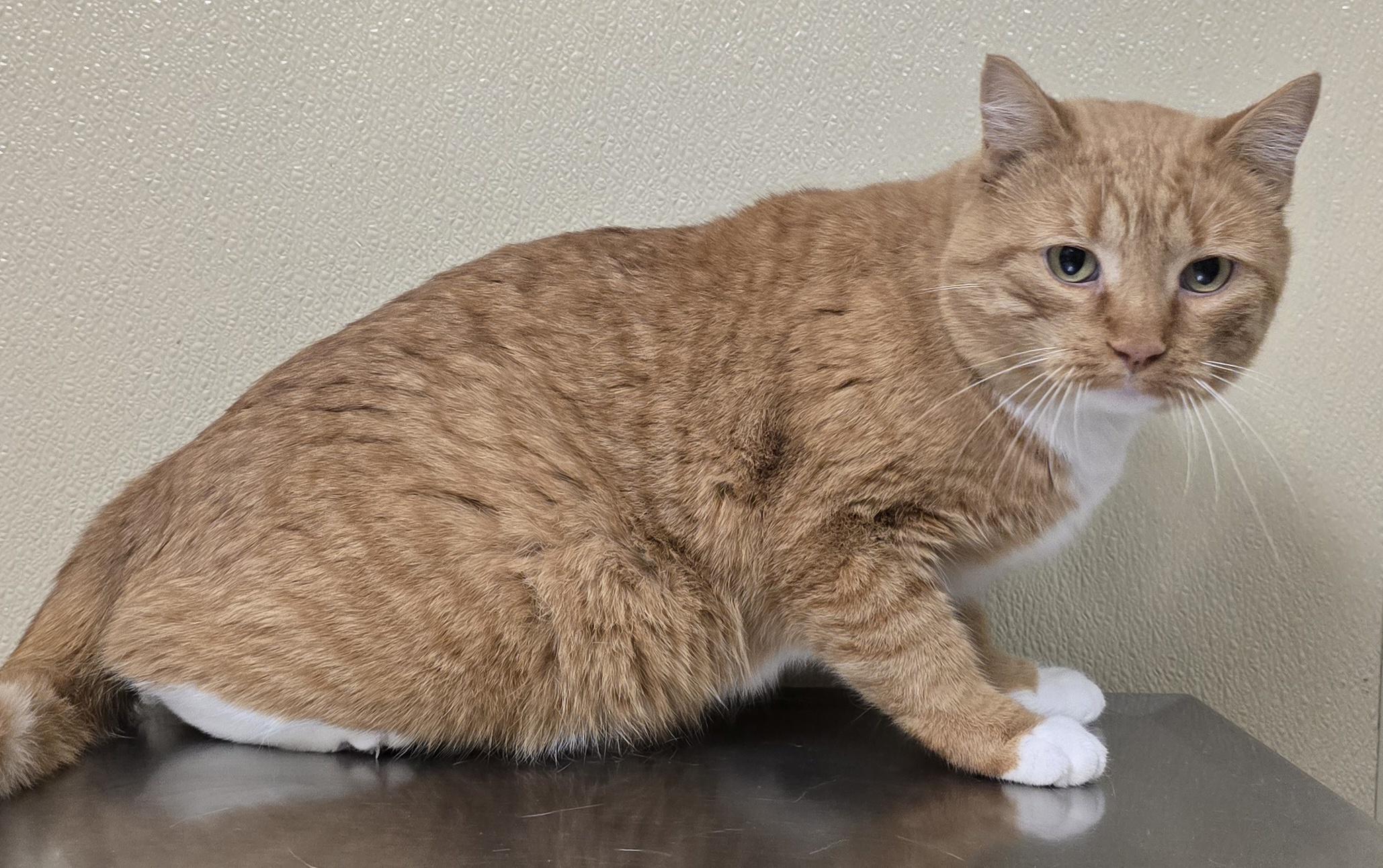 Enlarge Lonnie, a Adoptable mixed breed in Brainerd, MN image 2/2