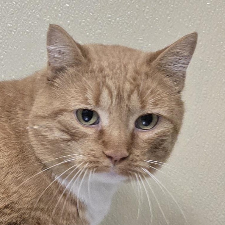 Enlarge Lonnie, a Adoptable mixed breed in Brainerd, MN image 1/2