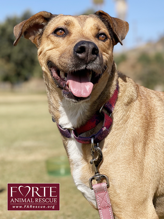 Chumi, a Adoptable mixed breed in Marina Del Rey, CA image 1/4