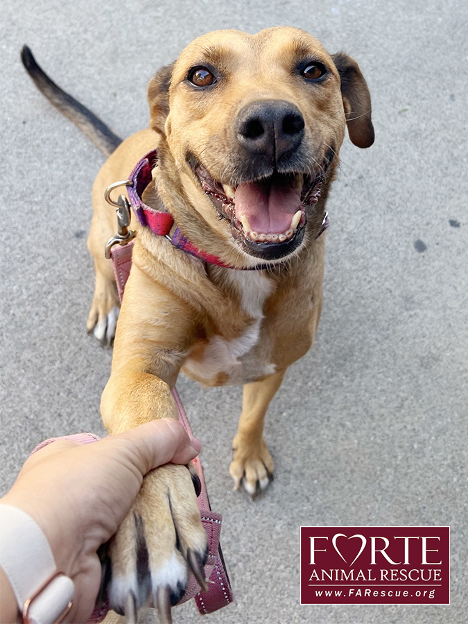 Chumi, a Adoptable mixed breed in Marina Del Rey, CA image 2/4