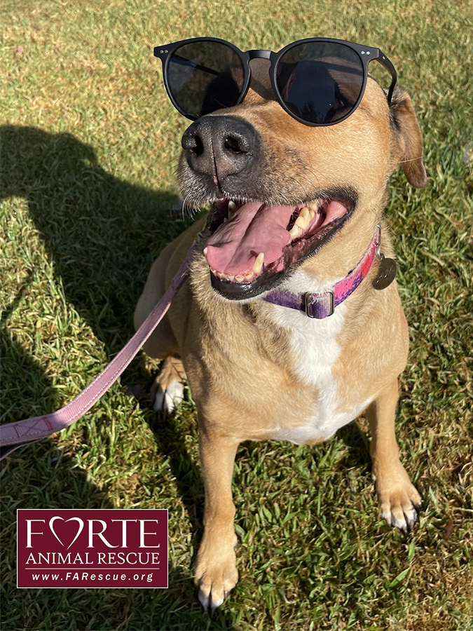 Chumi, a Adoptable mixed breed in Marina Del Rey, CA image 4/4