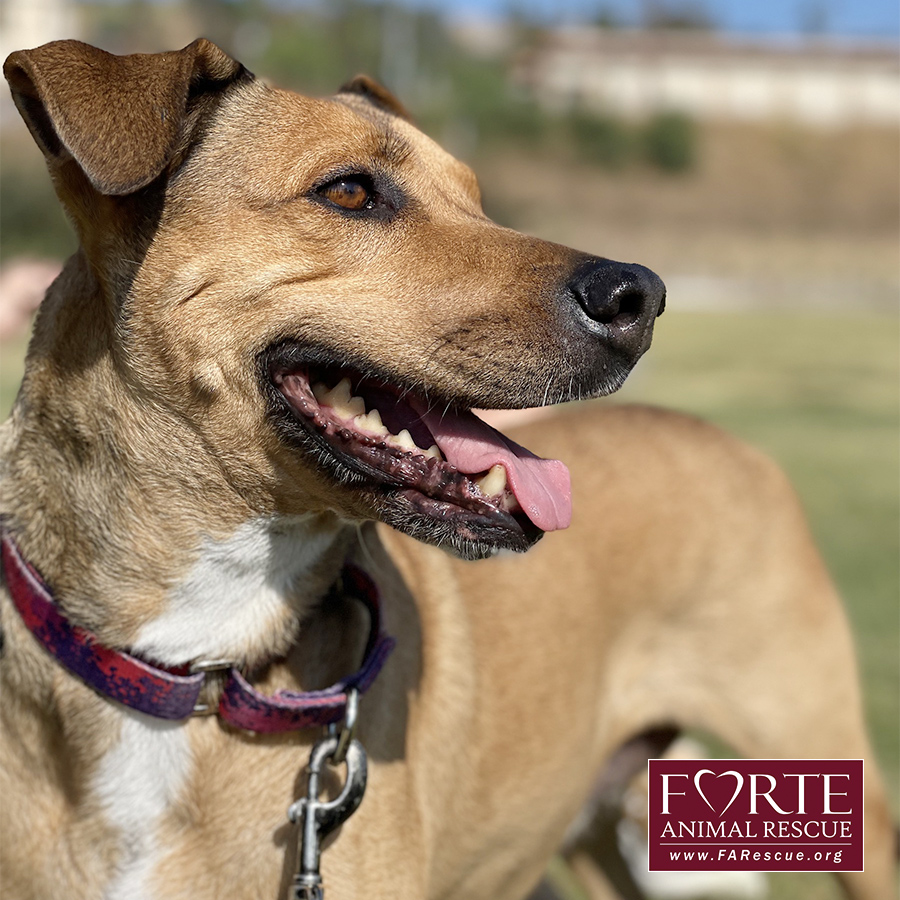 Chumi, a Adoptable mixed breed in Marina Del Rey, CA image 3/4