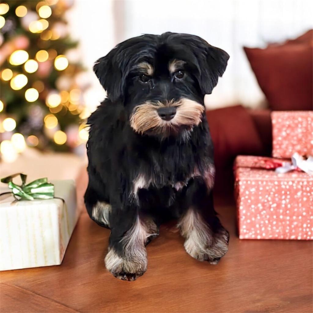 Nick-Adorable 3mo Puppy!, Adoptable, Puppy Male Schnauzer & Poodle.