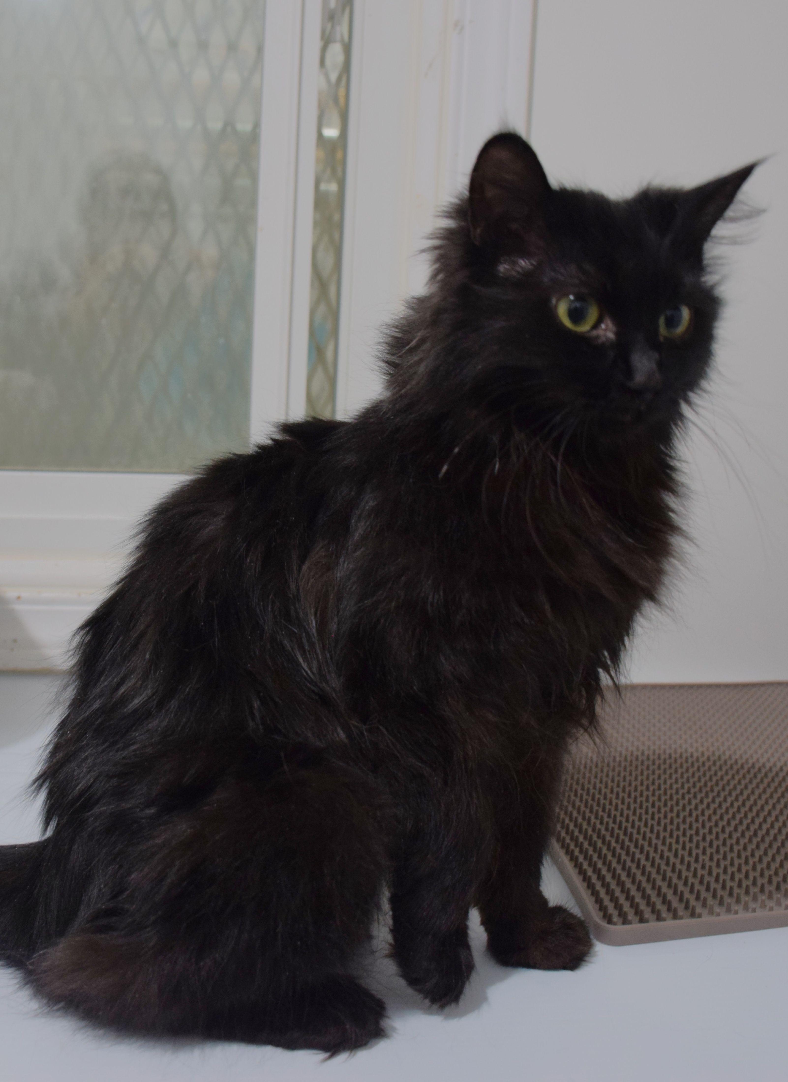Enlarge Poppy, a ADOPTABLE Domestic Medium Hair in Claresholm, AB image 1/1
