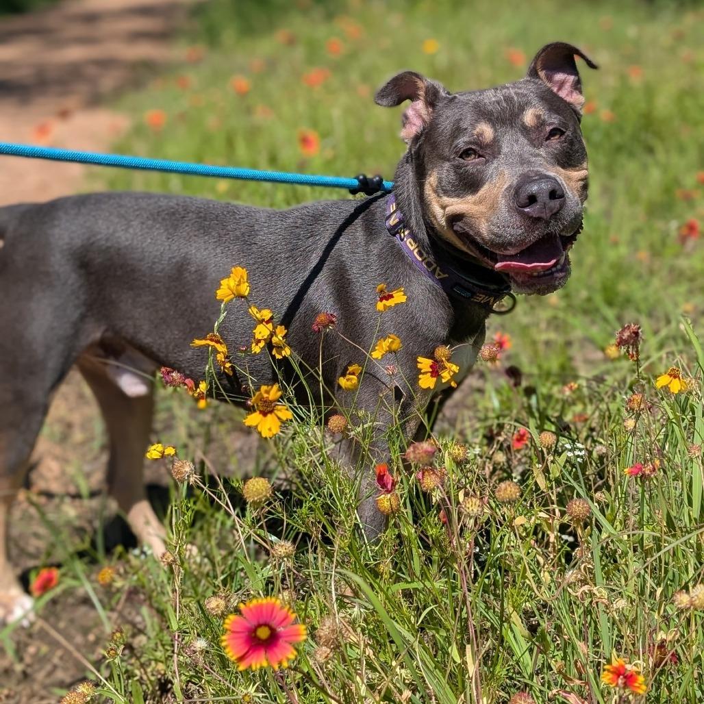 Clutch, Adoptable, Adult Male Staffordshire Bull Terrier & Mixed Breed.
