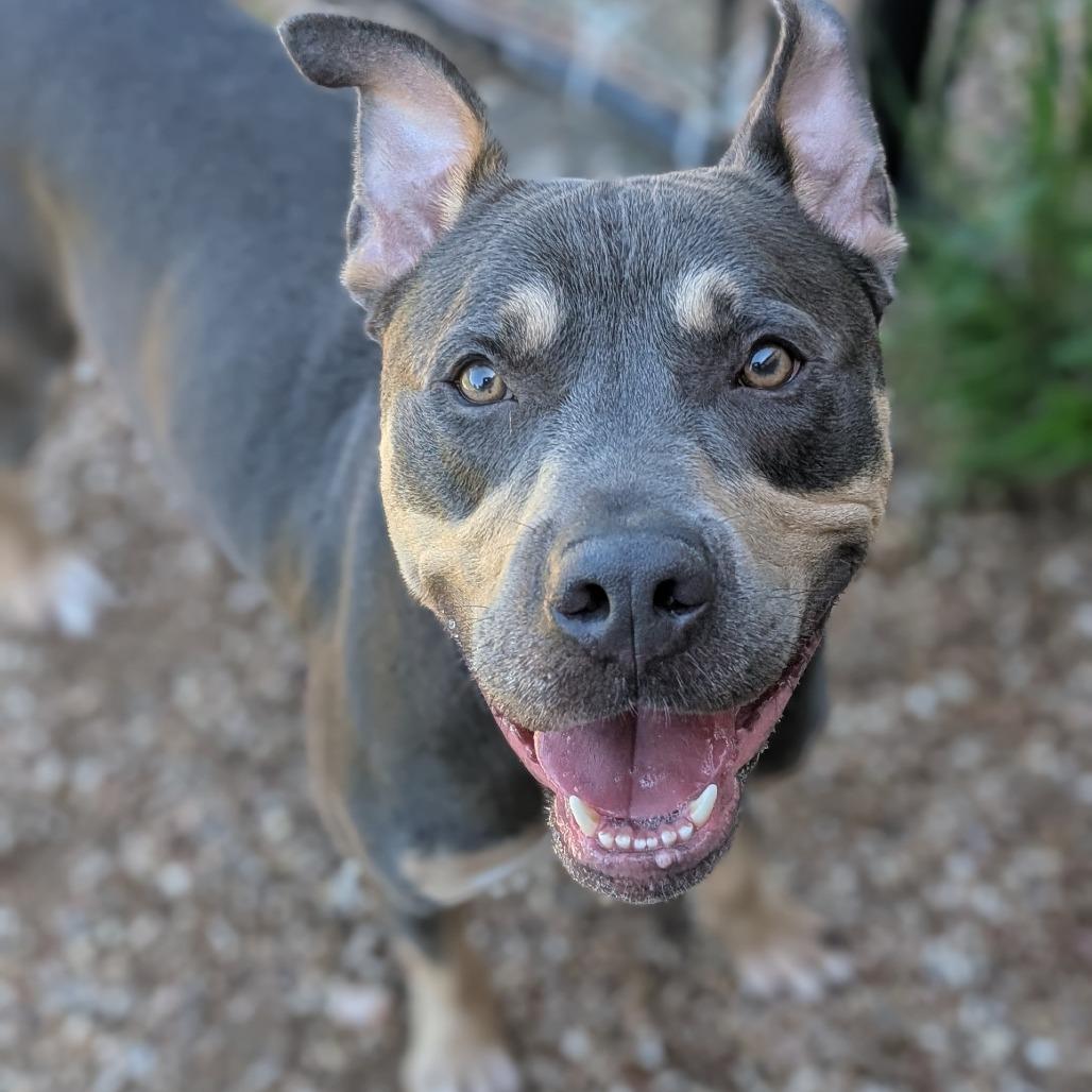 Enlarge Clutch, a Adoptable mixed breed in Buchanan Dam, TX image 2/6