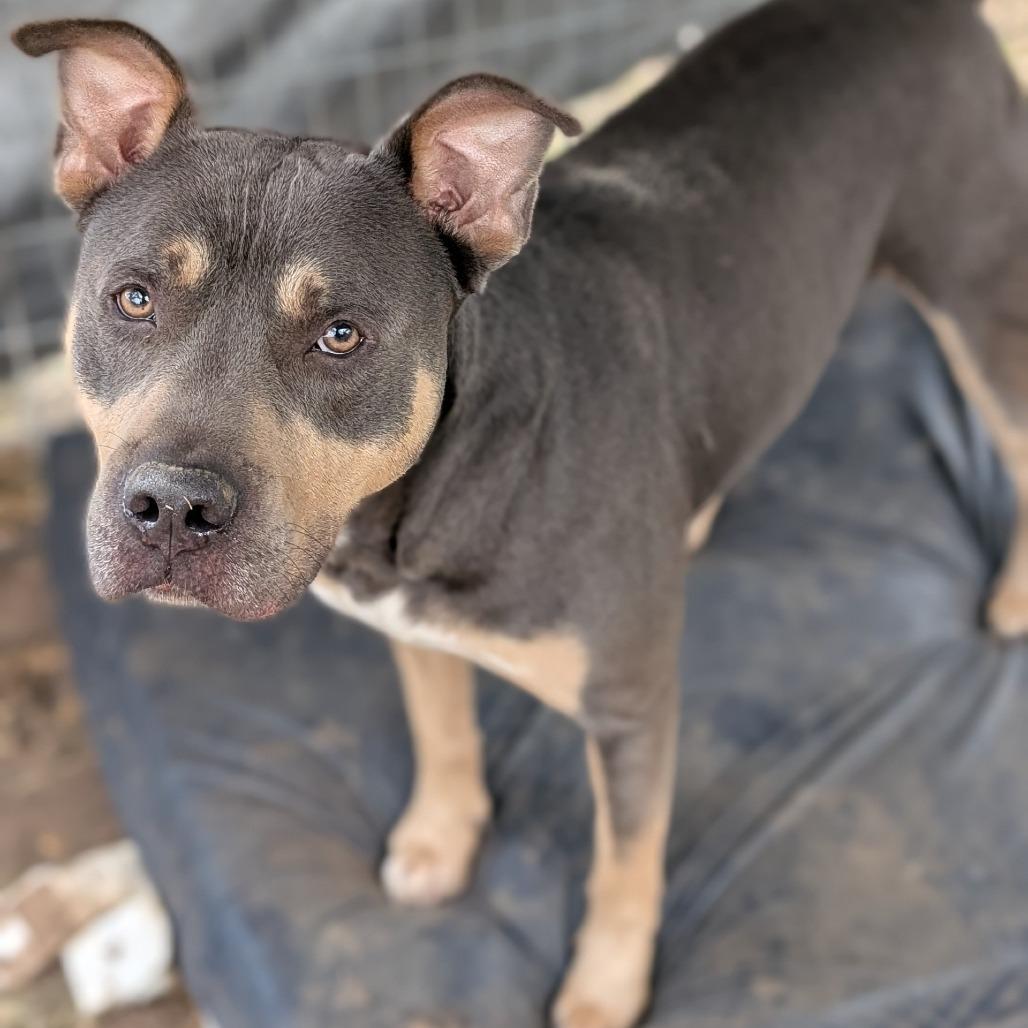 Clutch, Adoptable, Adult Male Staffordshire Bull Terrier & Mixed Breed.