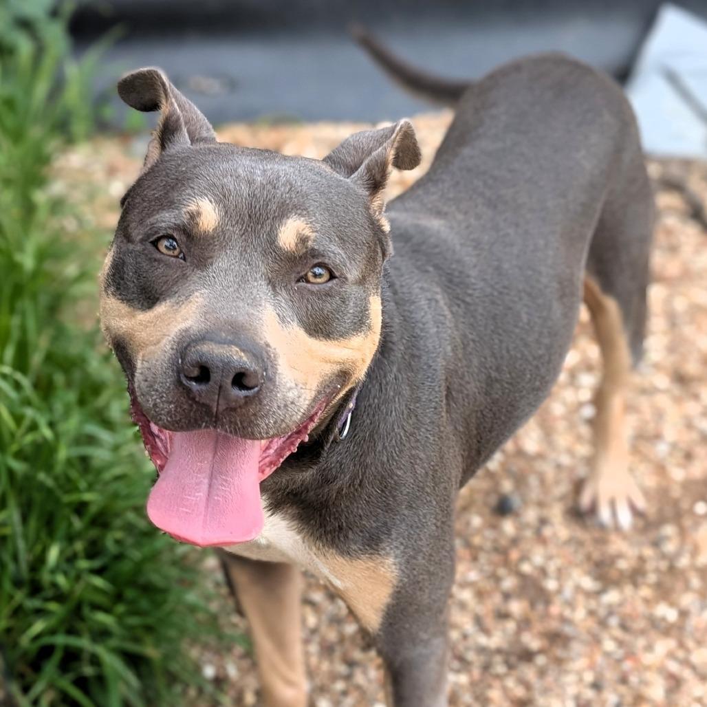 Enlarge Clutch, a Adoptable mixed breed in Buchanan Dam, TX image 2/4