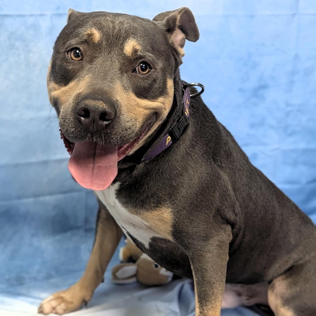 Enlarge Clutch, a Adoptable mixed breed in Buchanan Dam, TX image 4/4
