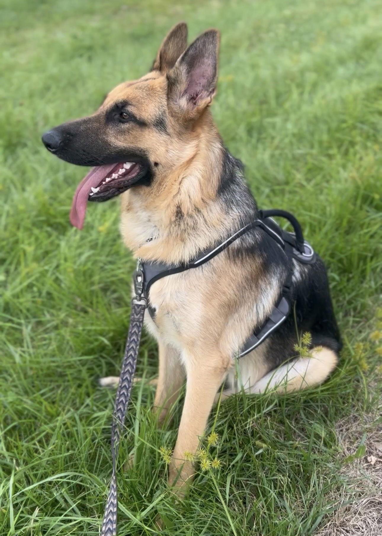 Duke — thumbnail 2