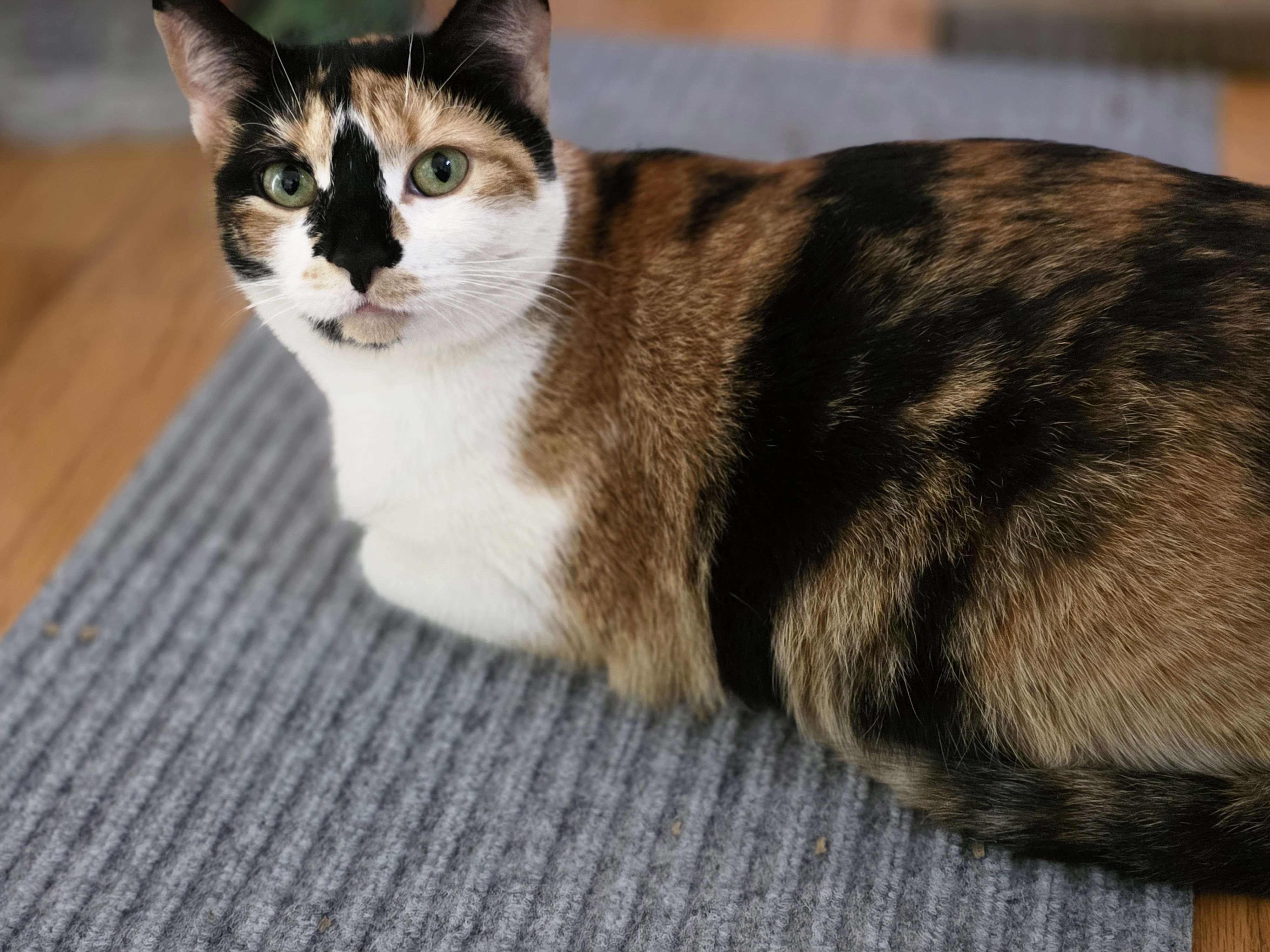 Toffee, an adopted Domestic Short Hair in Piscataway, NJ image 2/3