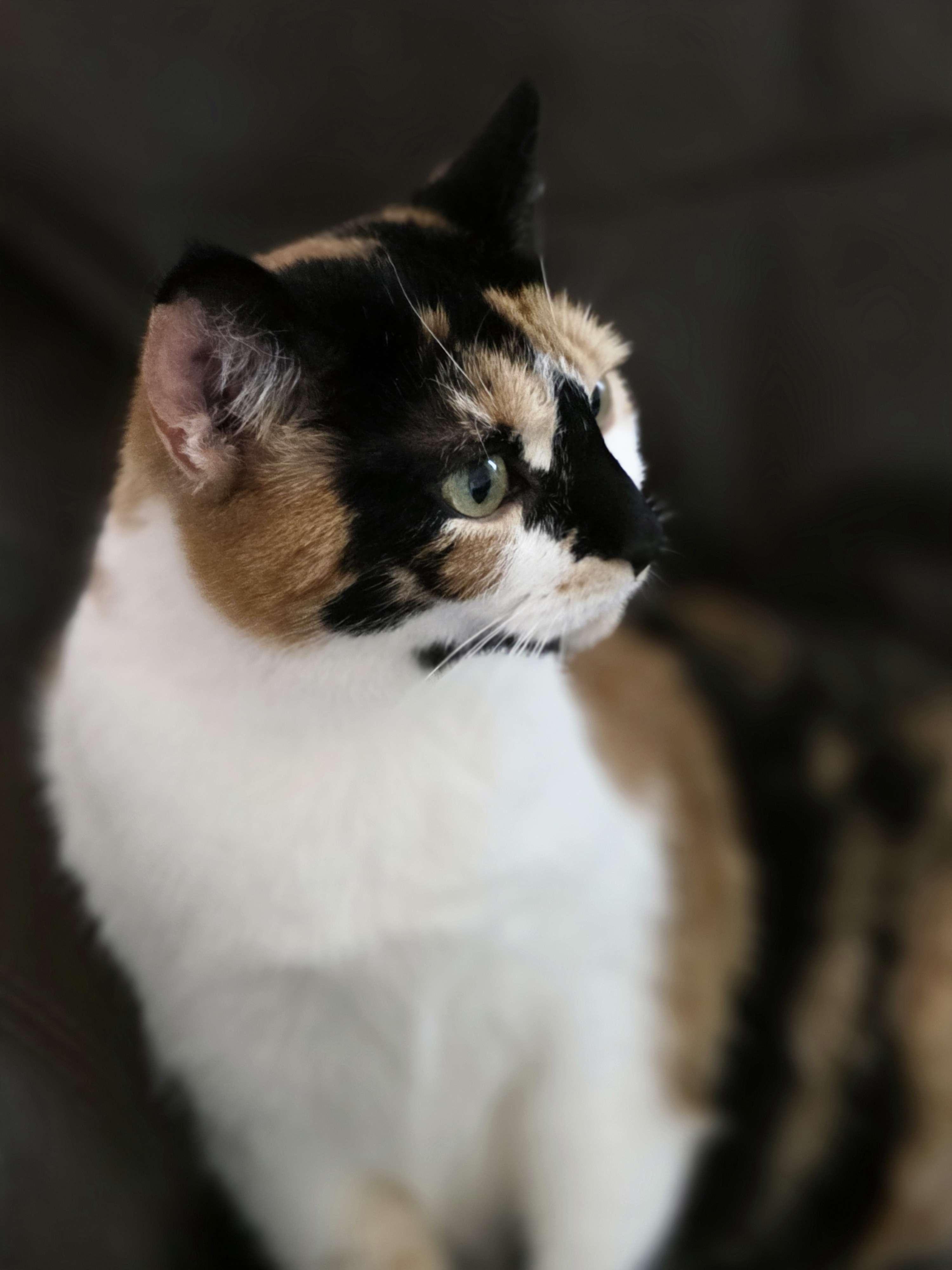 Toffee, adopted, Adult Female Domestic Short Hair.