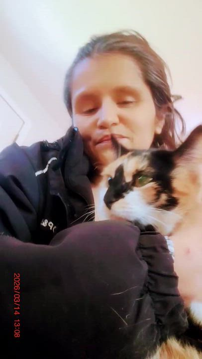 Enlarge Toffee, an adopted Domestic Short Hair in Piscataway, NJ video 3/3