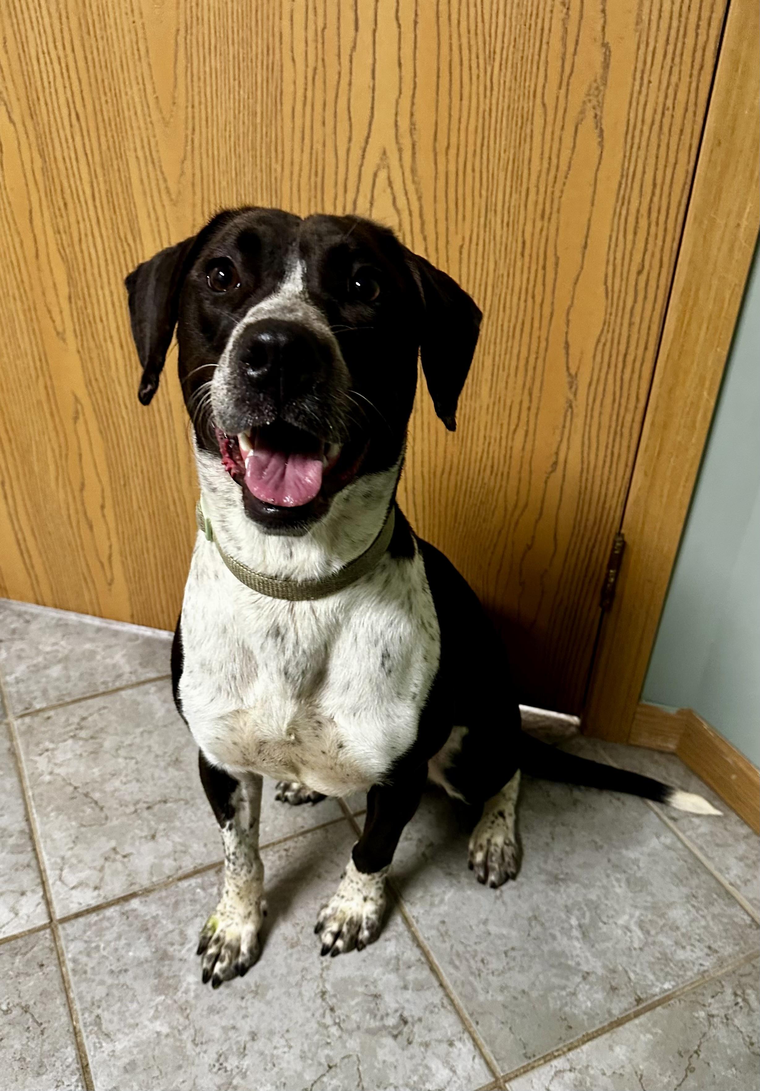 Enlarge Daisy Mae , a ADOPTABLE mixed breed in High Ridge, MO image 3/5