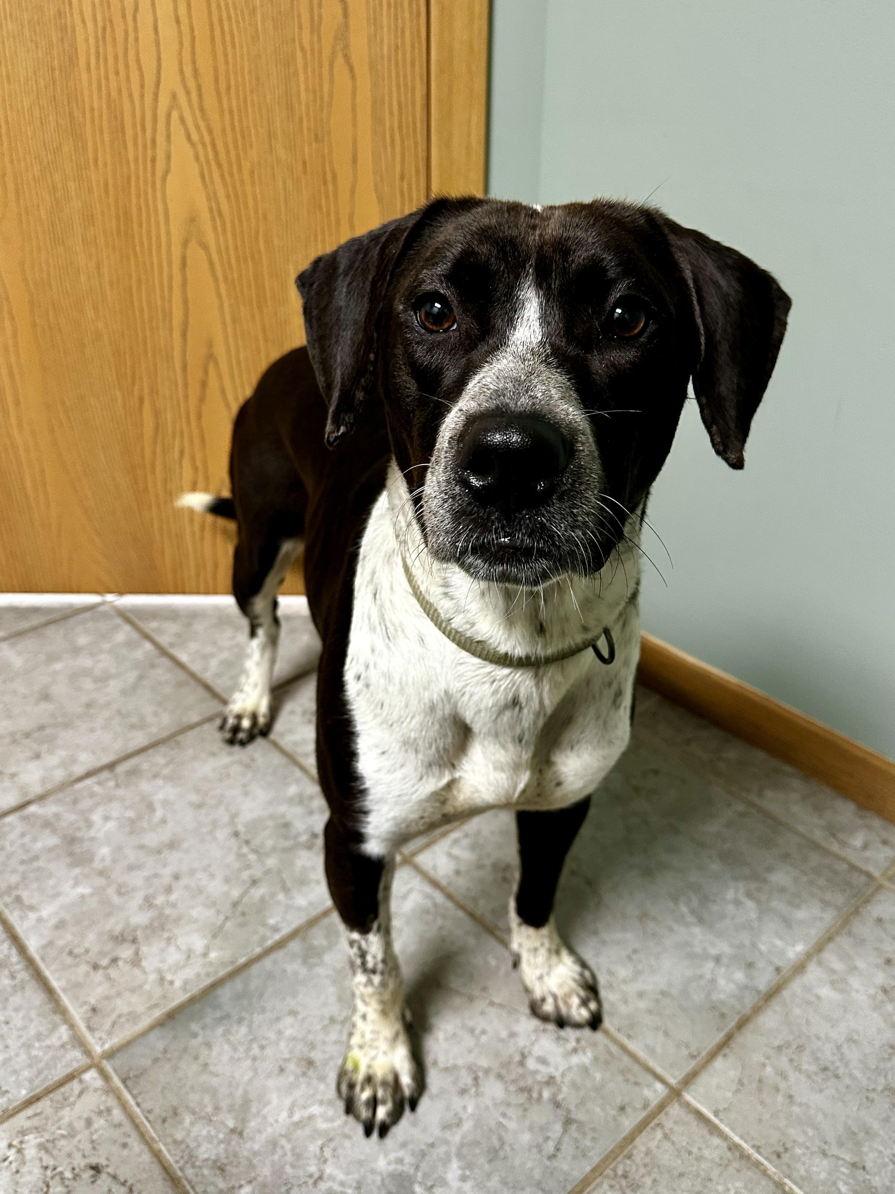 Enlarge Daisy Mae , a ADOPTABLE mixed breed in High Ridge, MO image 5/5