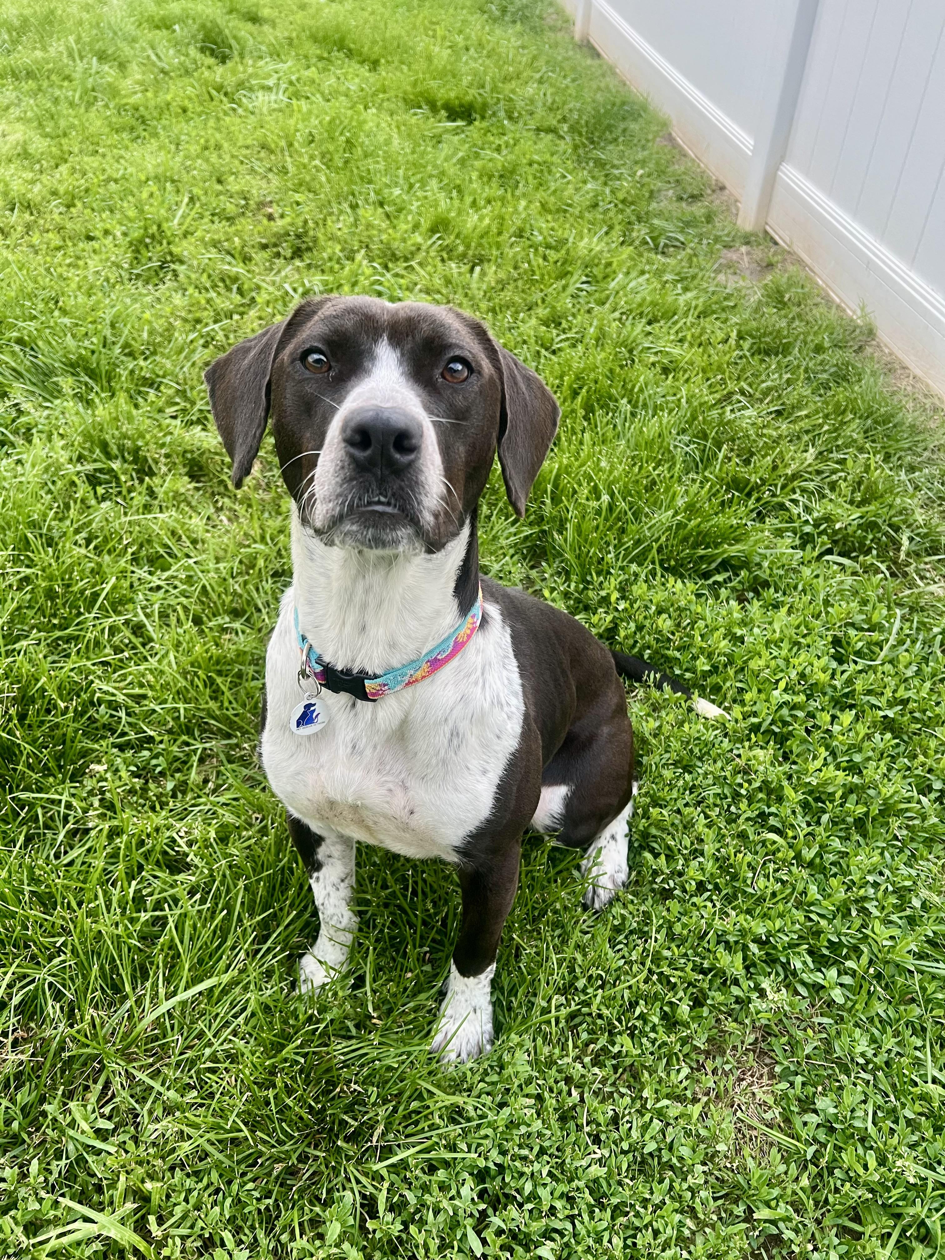 Daisy Mae , ADOPTABLE, Young Female German Shorthaired Pointer & Black Labrador Retriever.