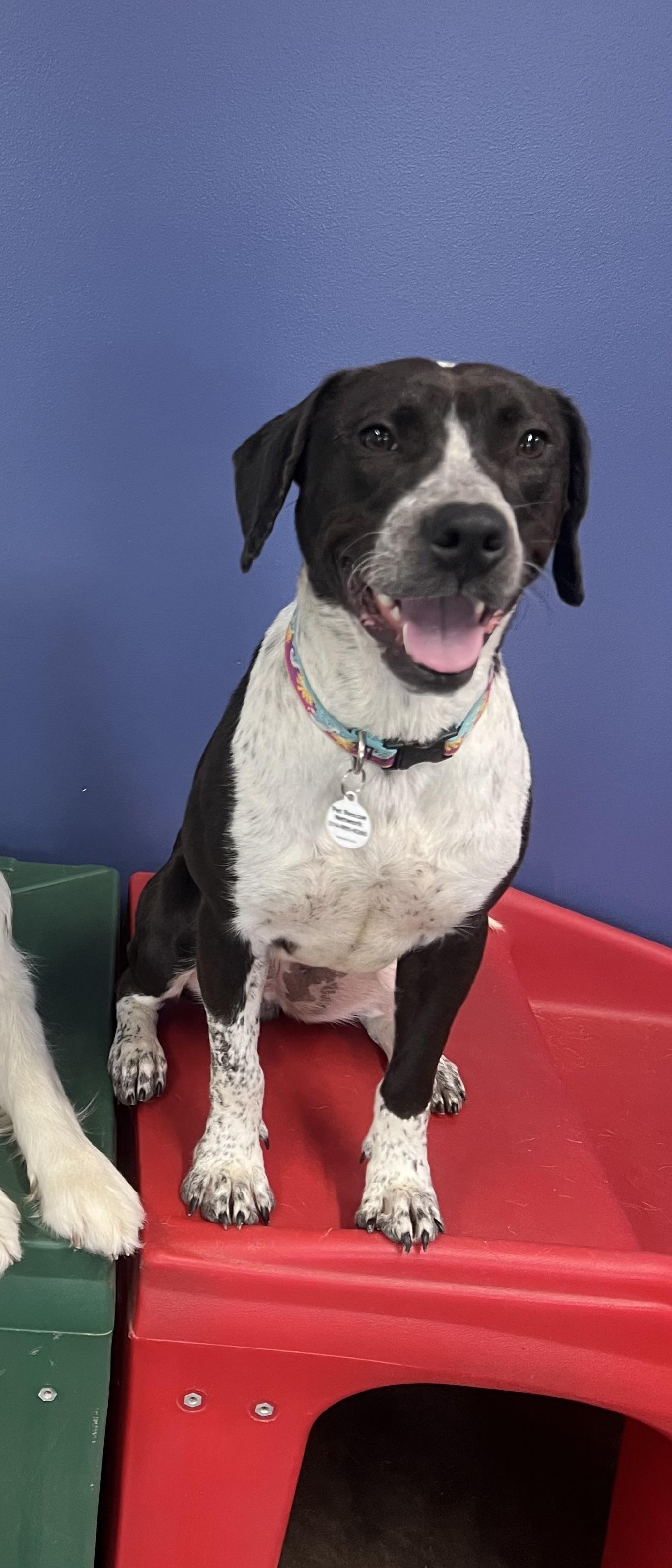 Daisy Mae , a ADOPTABLE mixed breed in High Ridge, MO image 3/3