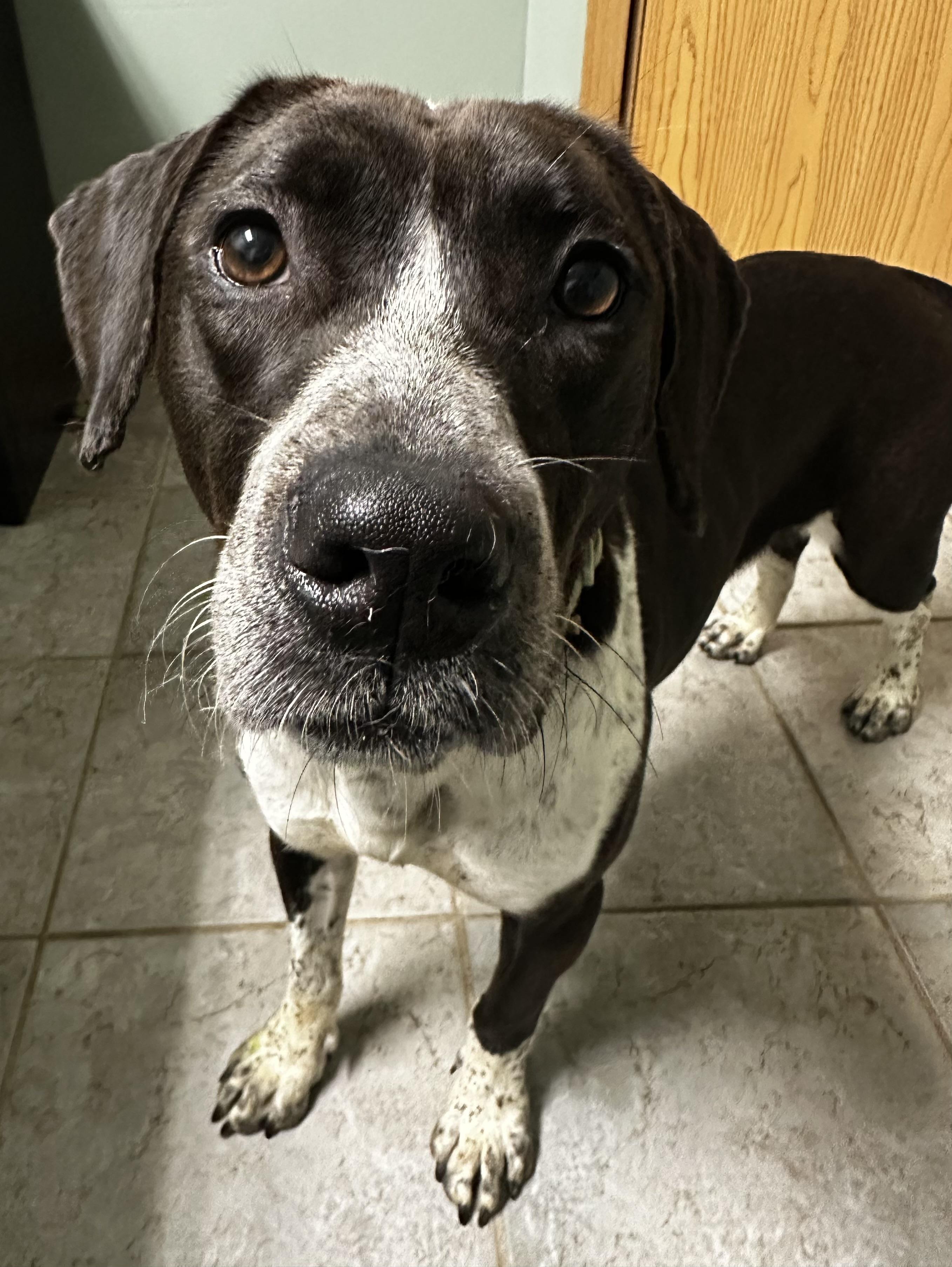 Enlarge Daisy Mae , a ADOPTABLE mixed breed in High Ridge, MO image 4/5
