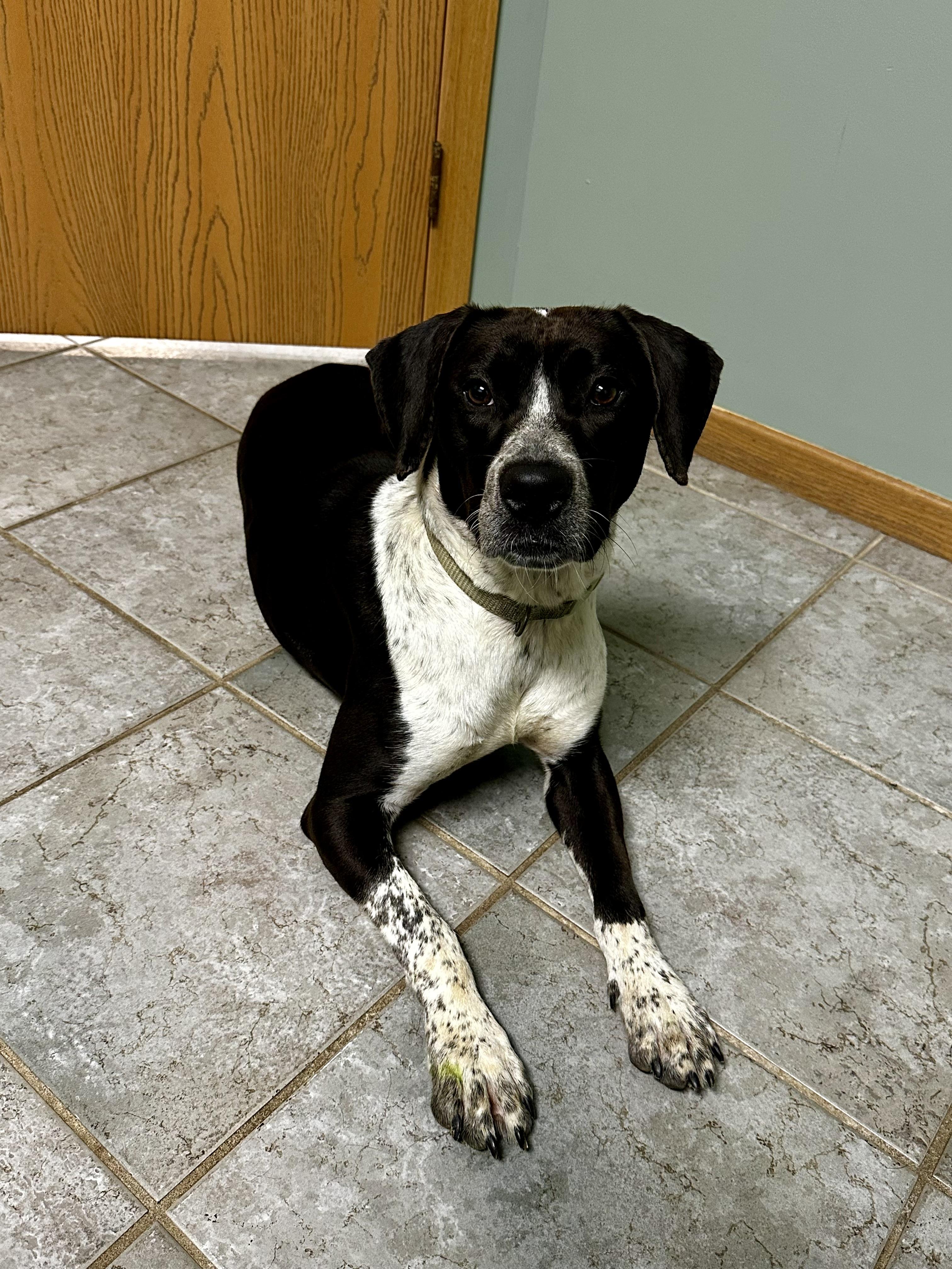 Enlarge Daisy Mae , a ADOPTABLE mixed breed in High Ridge, MO image 2/5