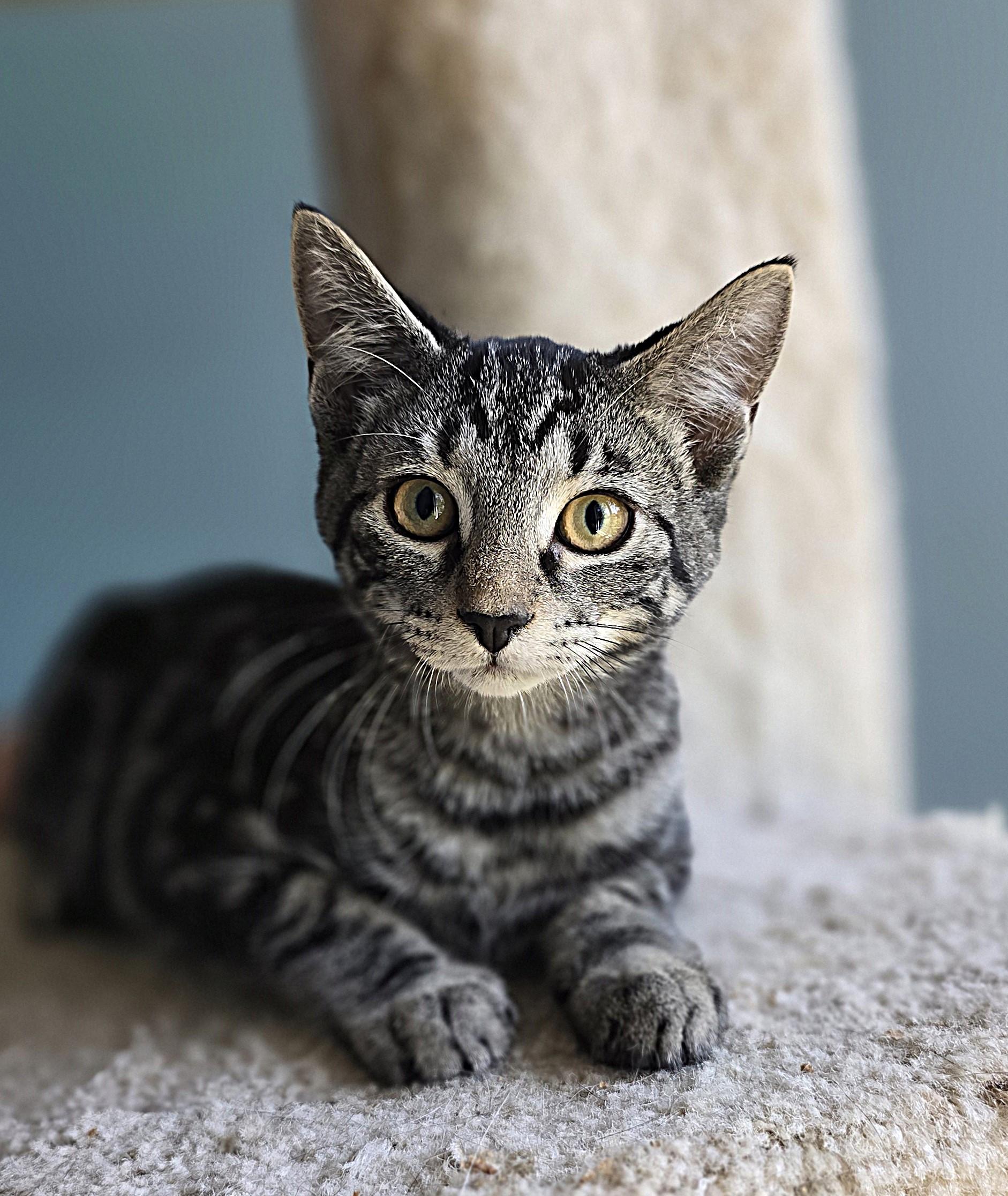 Tim, Adoptable, Kitten Male Domestic Short Hair.
