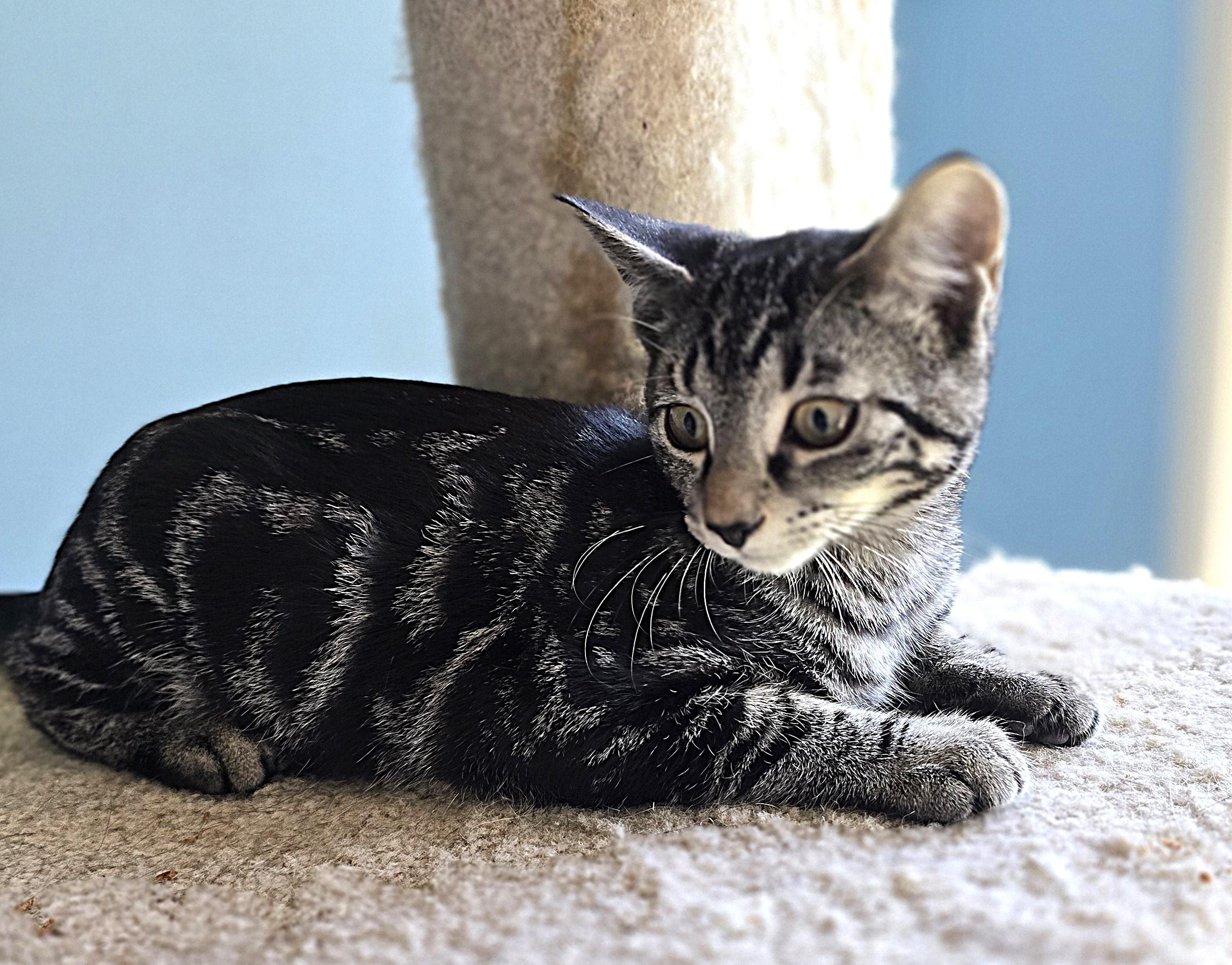 Tim, a Adoptable Domestic Short Hair in Wilmington, NC image 2/4