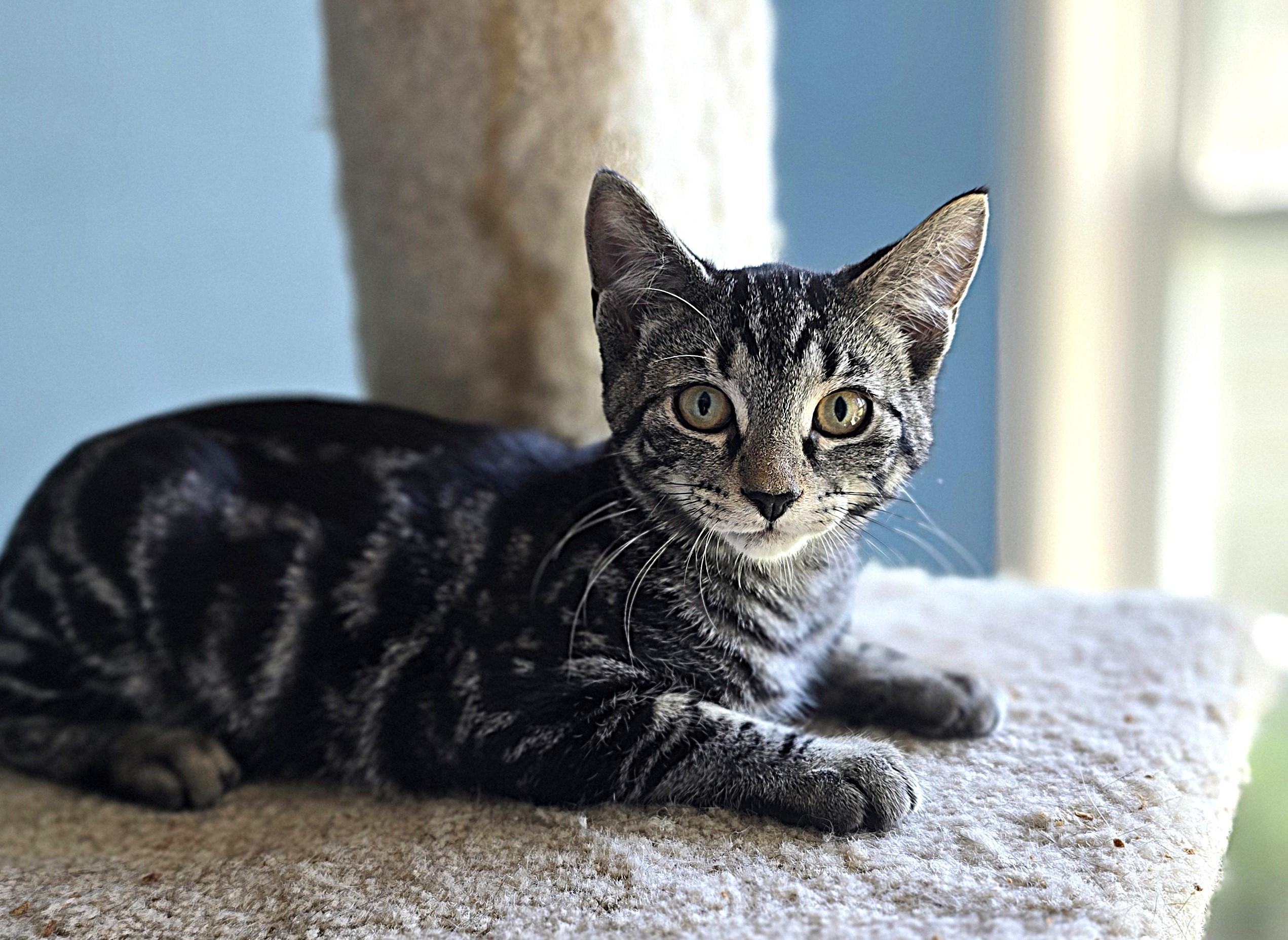 Tim, a Adoptable Domestic Short Hair in Wilmington, NC image 3/4