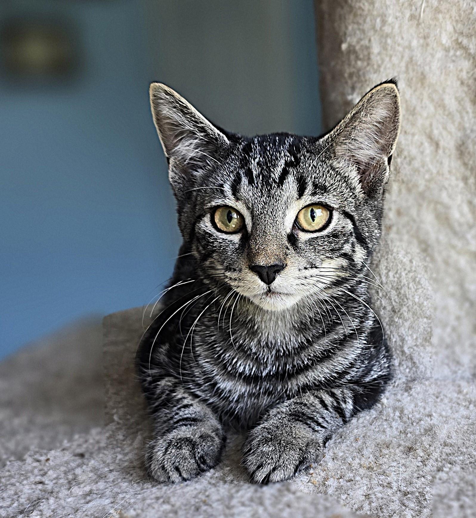 Tim, a Adoptable Domestic Short Hair in Wilmington, NC image 4/4