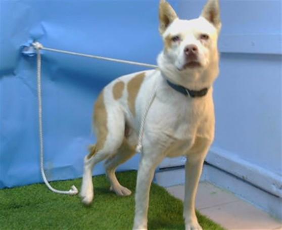 Enlarge CHAMP, a Adoptable mixed breed in Gardena, CA image 1/1