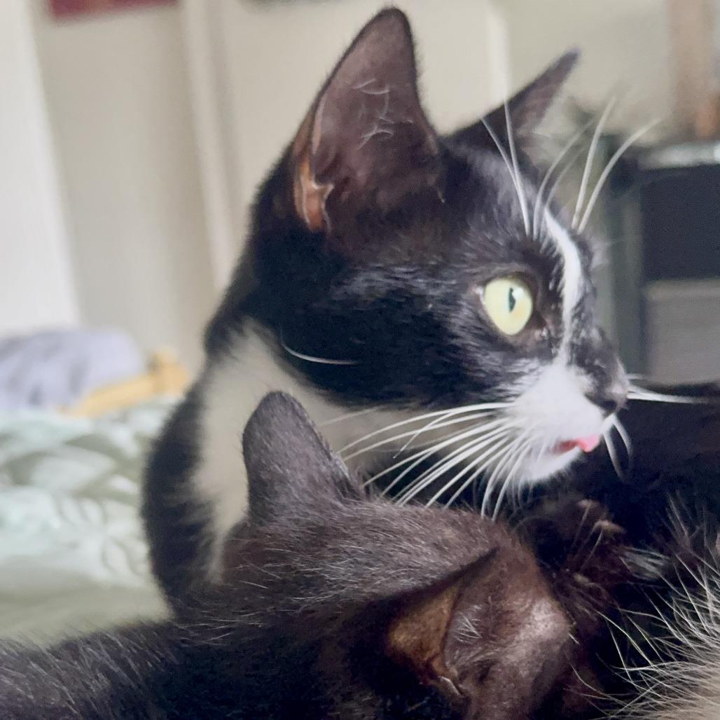 Shadow — thumbnail 2