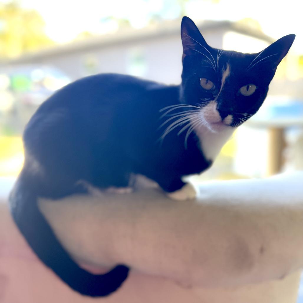 Shadow — thumbnail 3