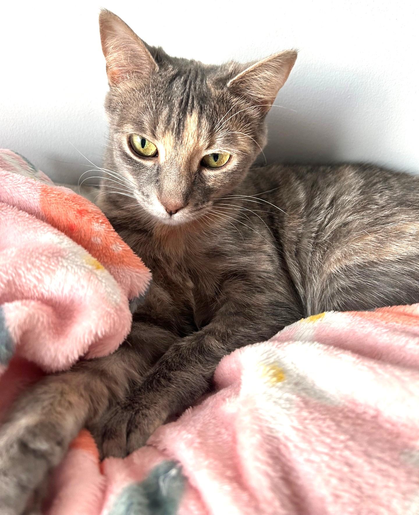 Baby, Adult Female unknown