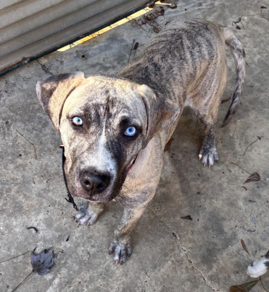 Enlarge Jax, an adopted Catahoula Leopard Dog in Ruston, LA image 1/1