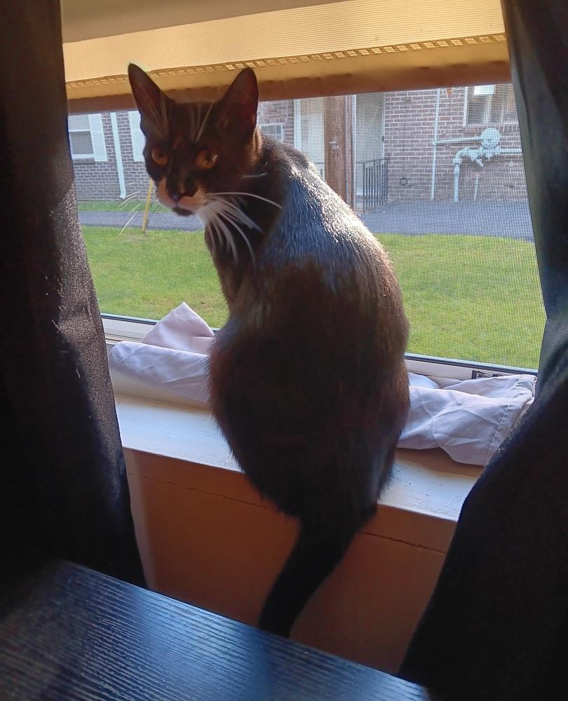 Robin, Adoptable, Young Female Domestic Short Hair.