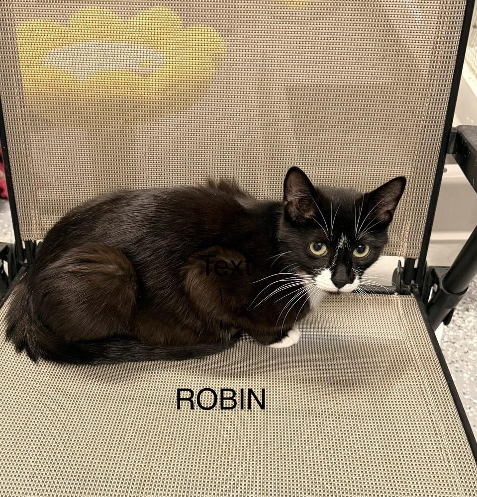 Robin, Adoptable, Young Female Domestic Short Hair.