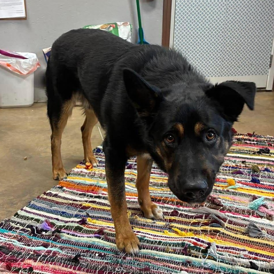 Roscoe, an adopted mixed breed in Petersburg, IL image 2/6