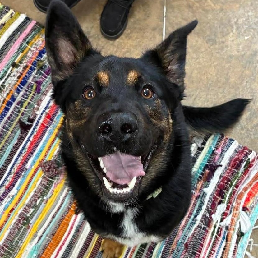Roscoe, adopted, Young Male German Shepherd Dog.