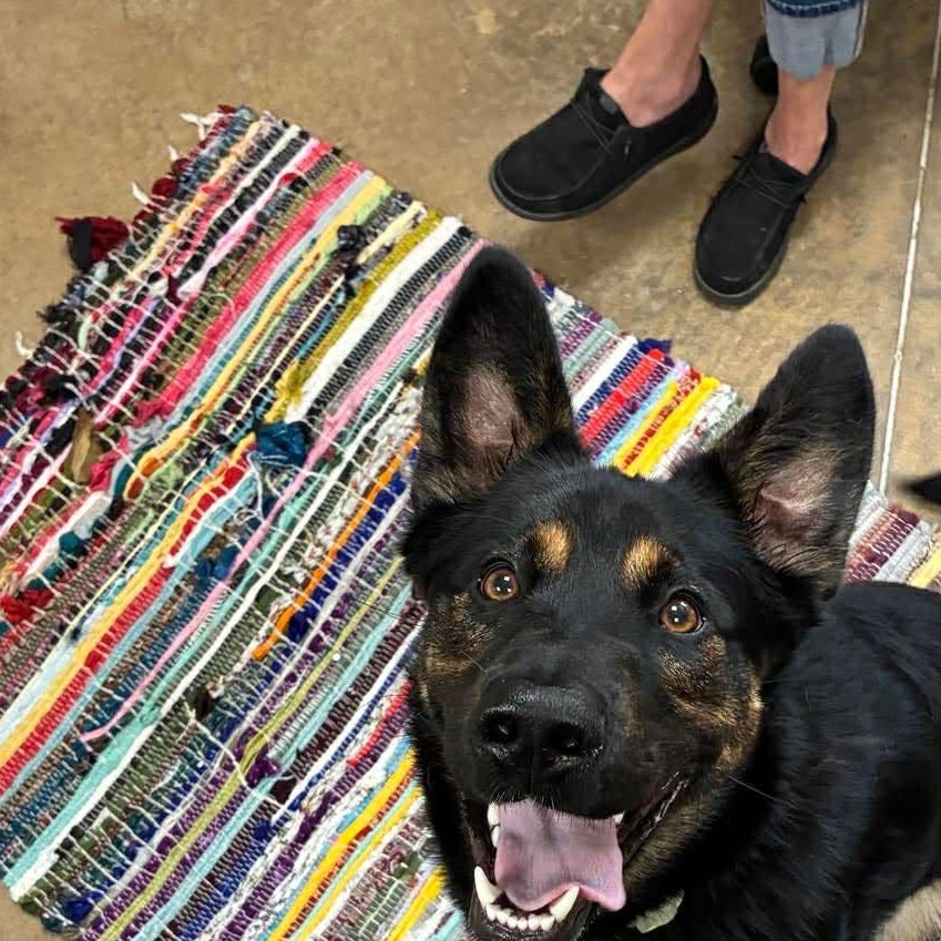 Roscoe, an adopted mixed breed in Petersburg, IL image 3/6
